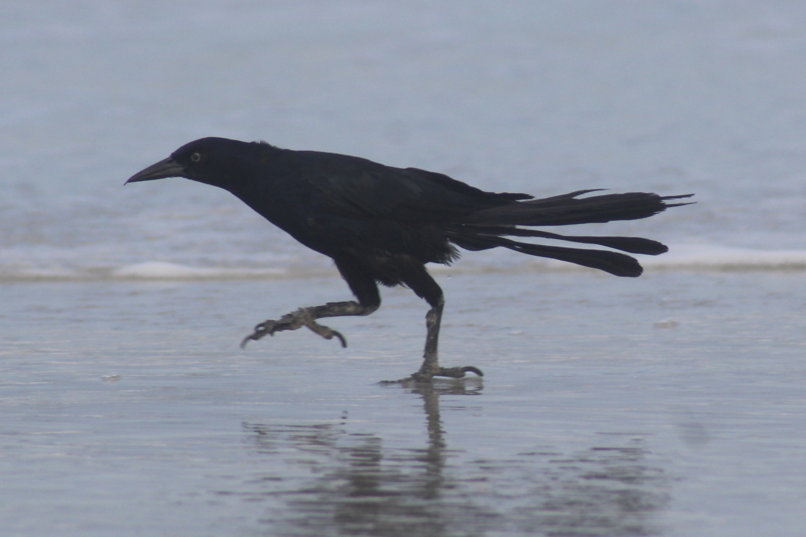 Boat Tailed Grackle