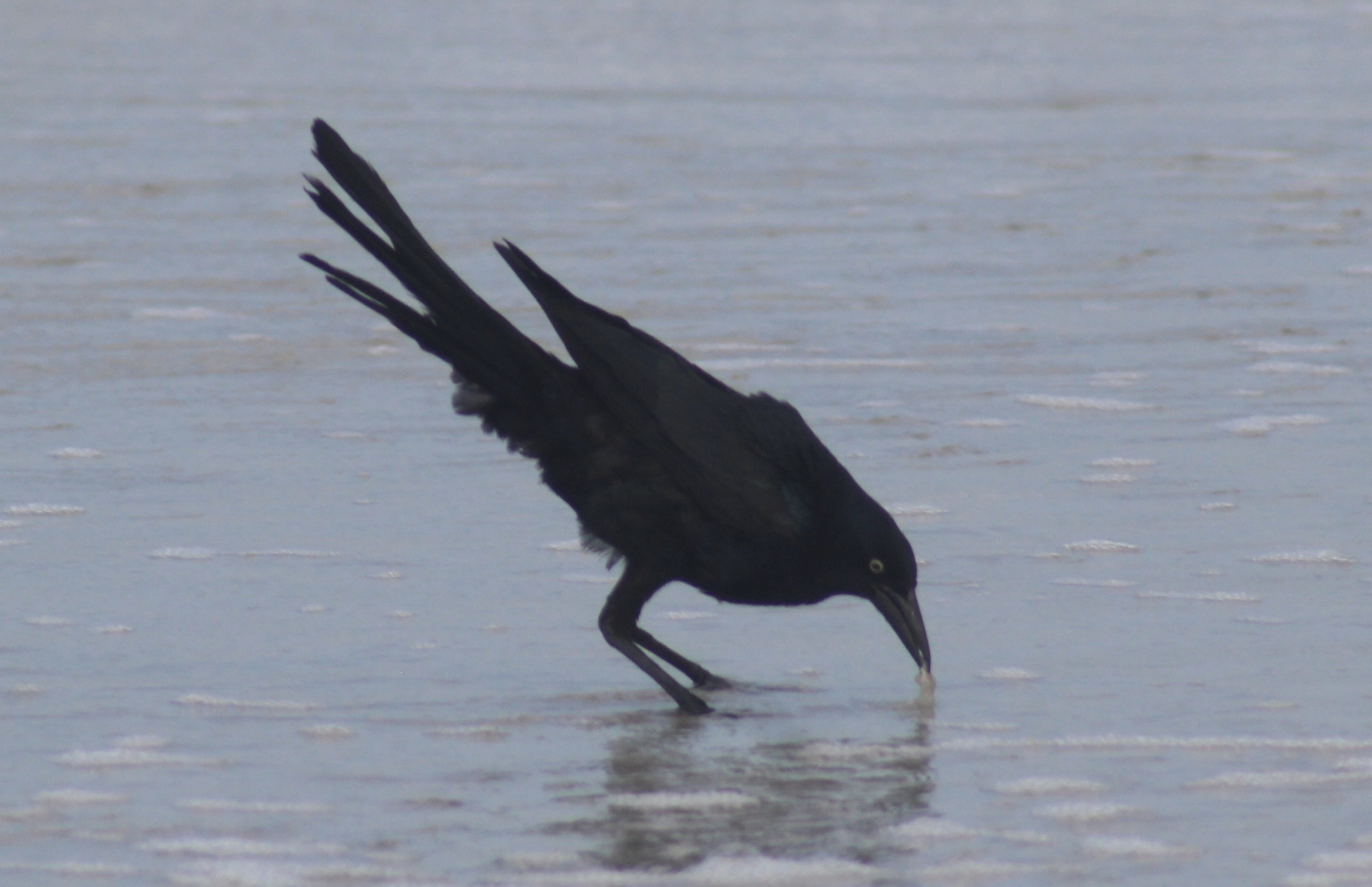 boat-tailed grackle digging up grub on the beach