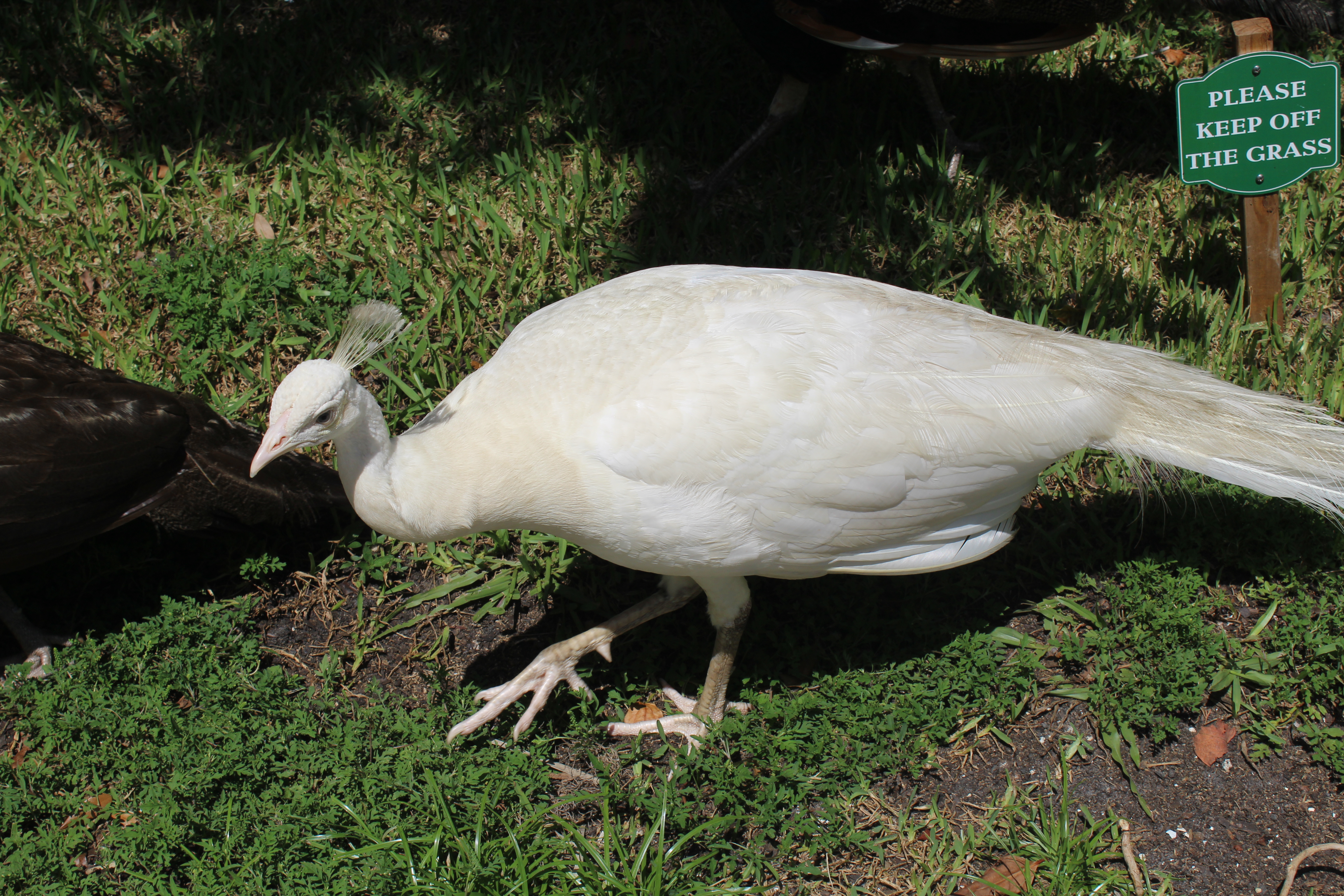 Luecistic Peahen