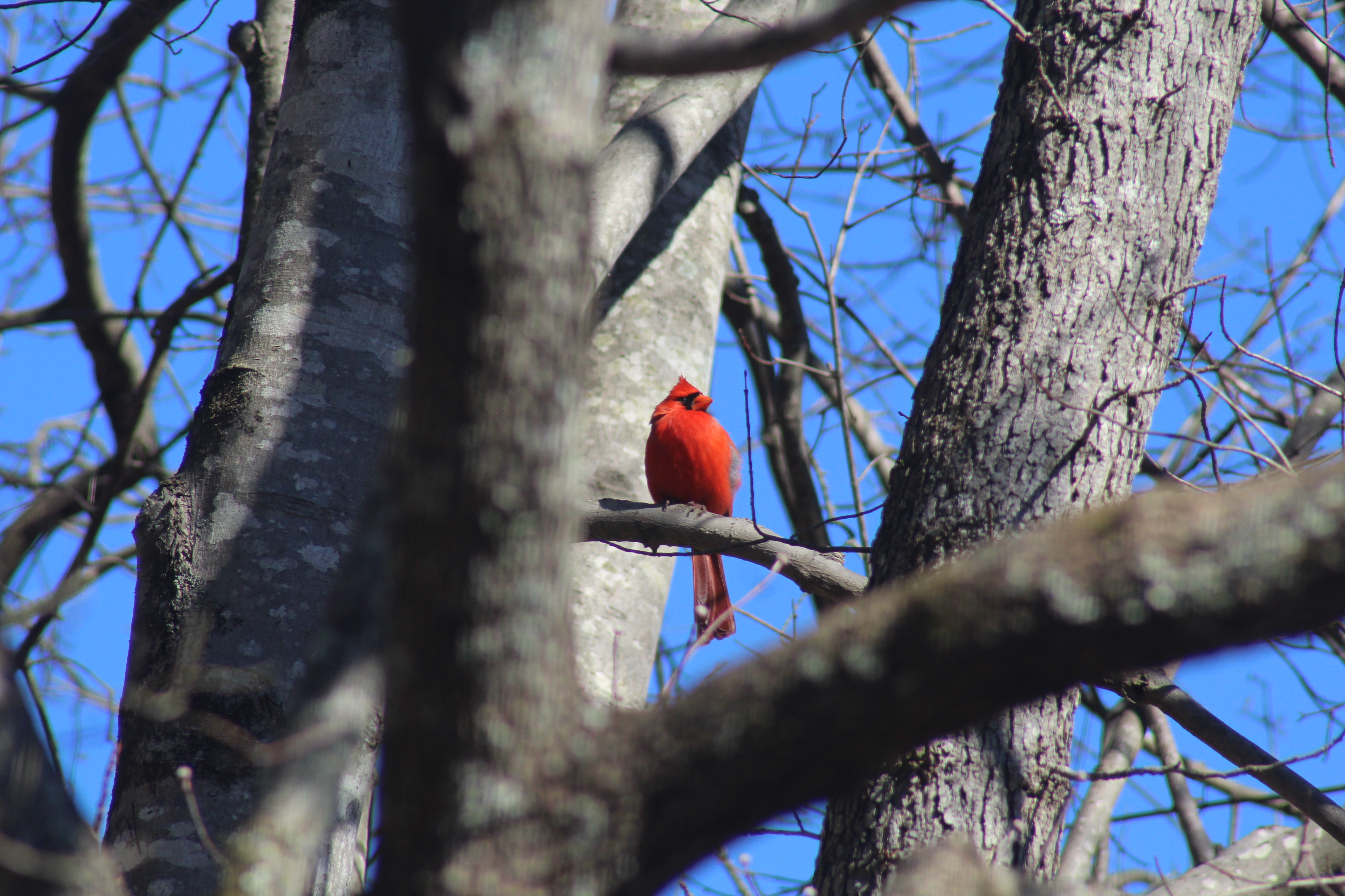 Cardinal sitting in tree