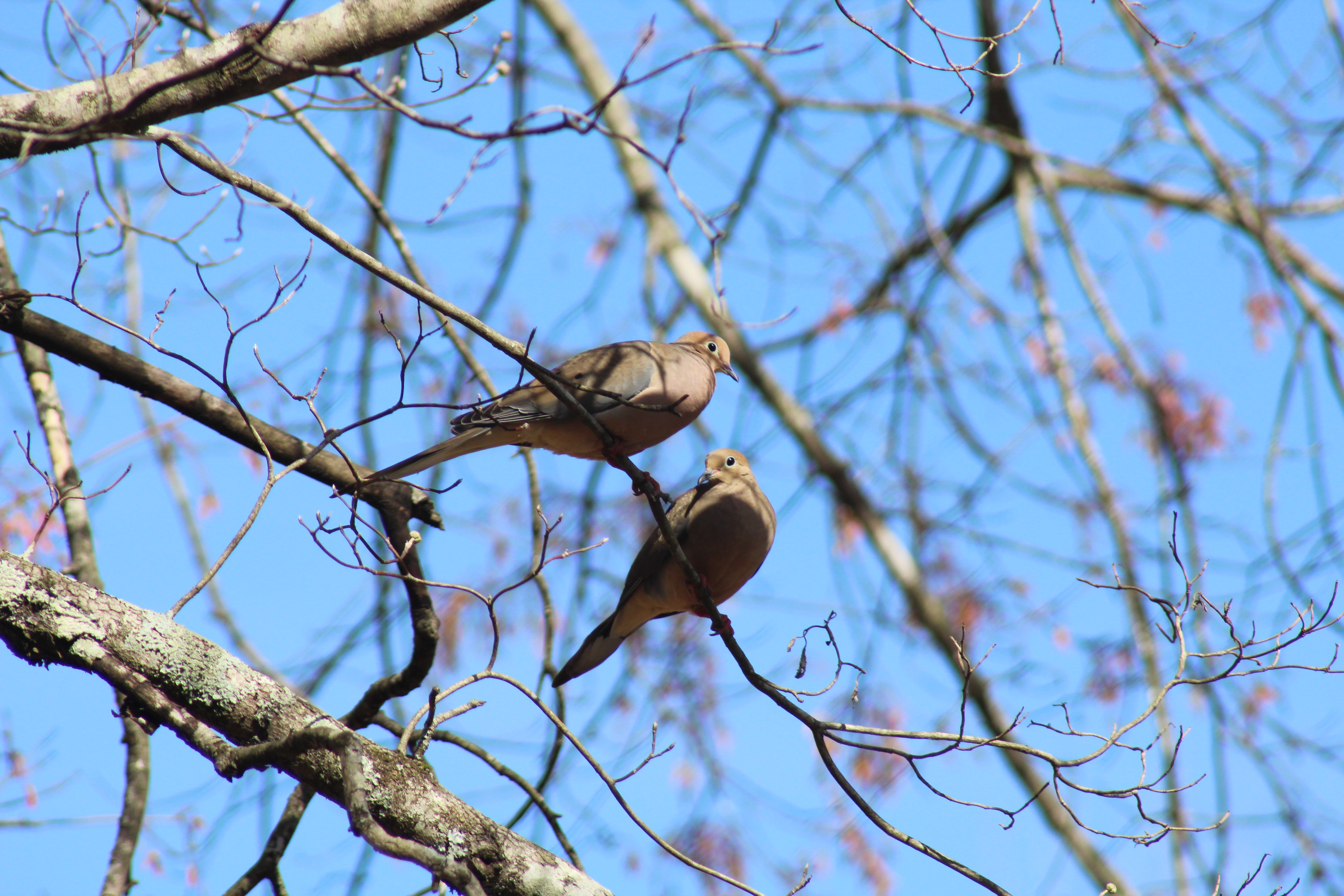 Mourning doves sitting in tree