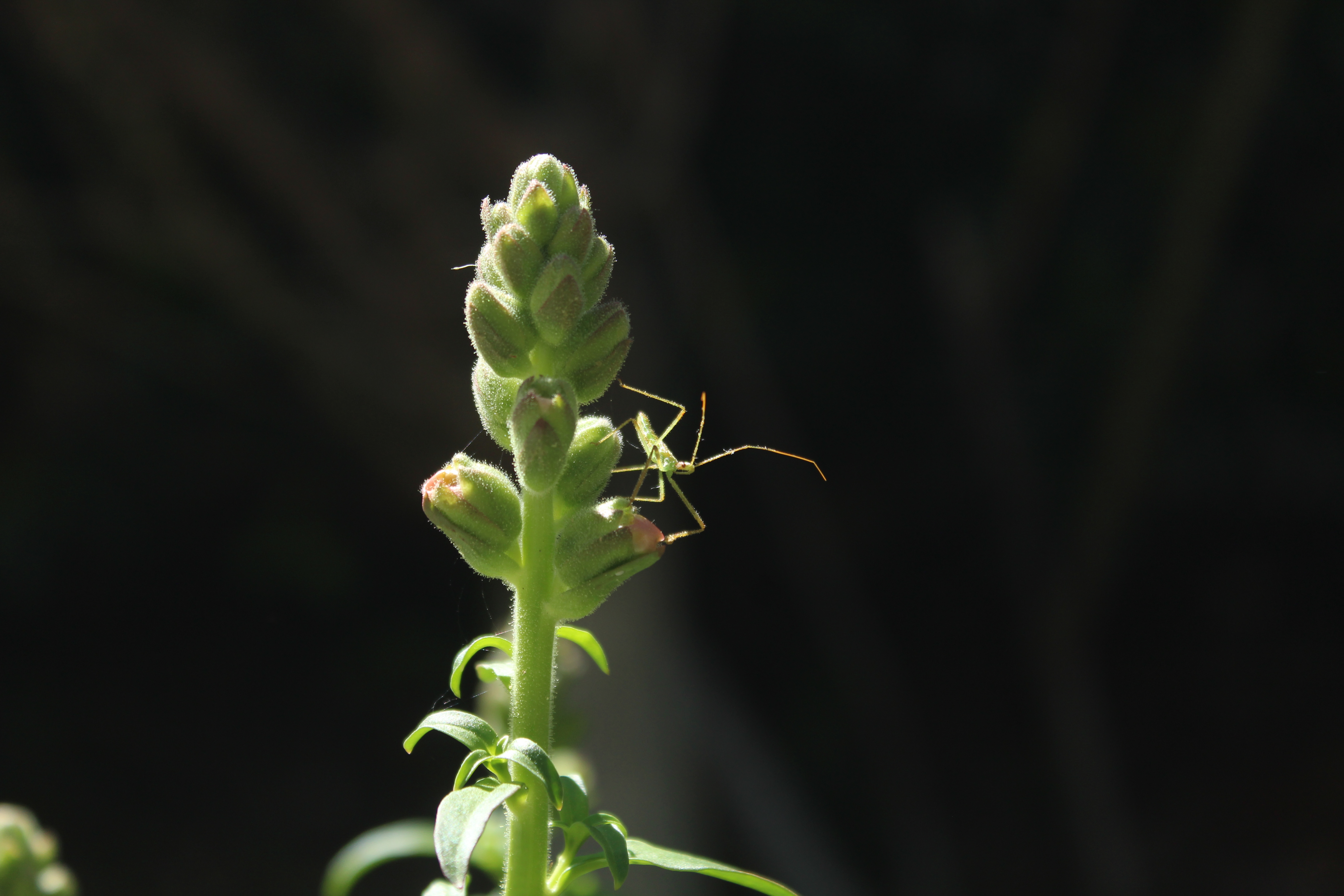 assassin bug on shrub