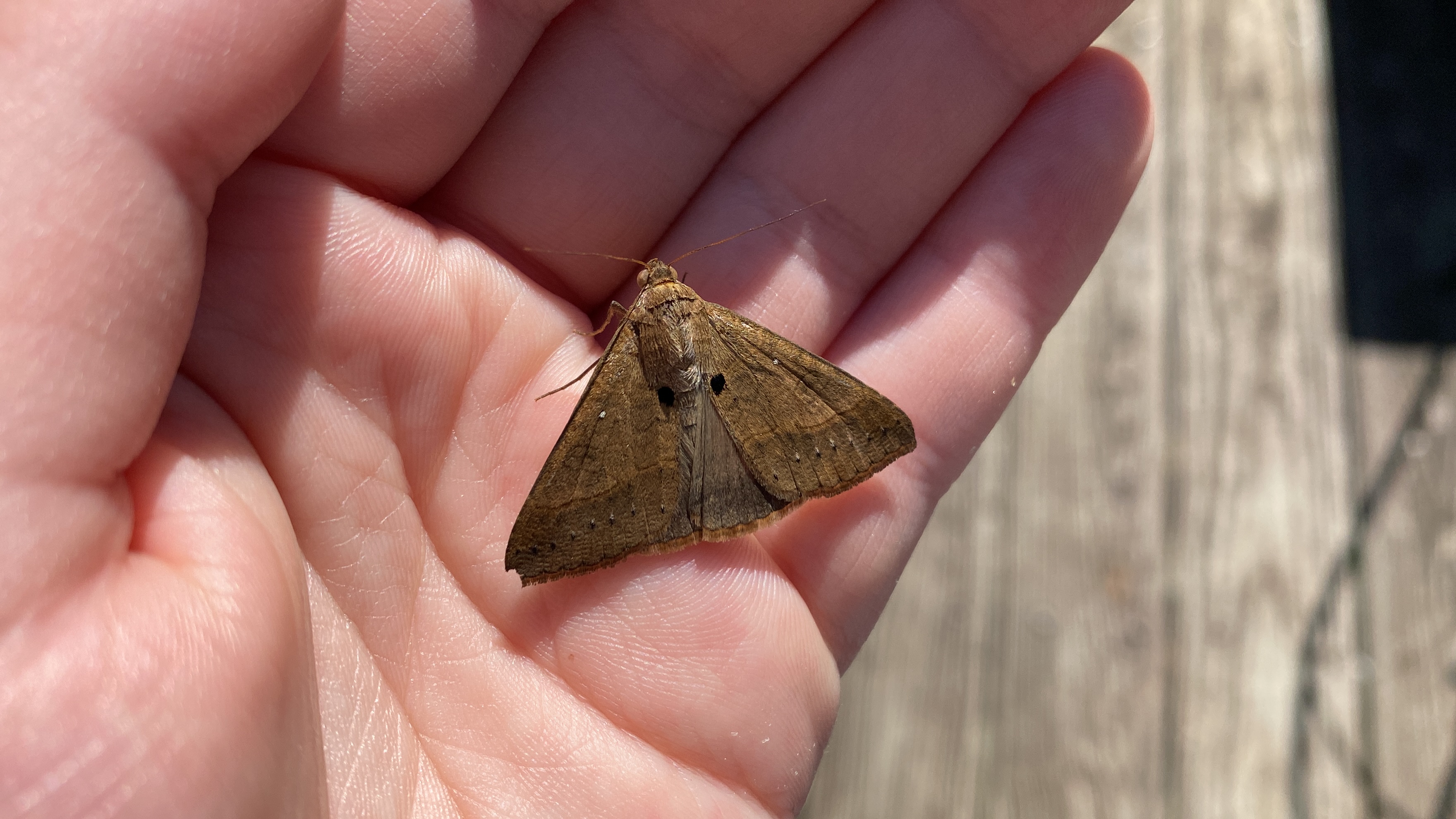 lemon moth on hand