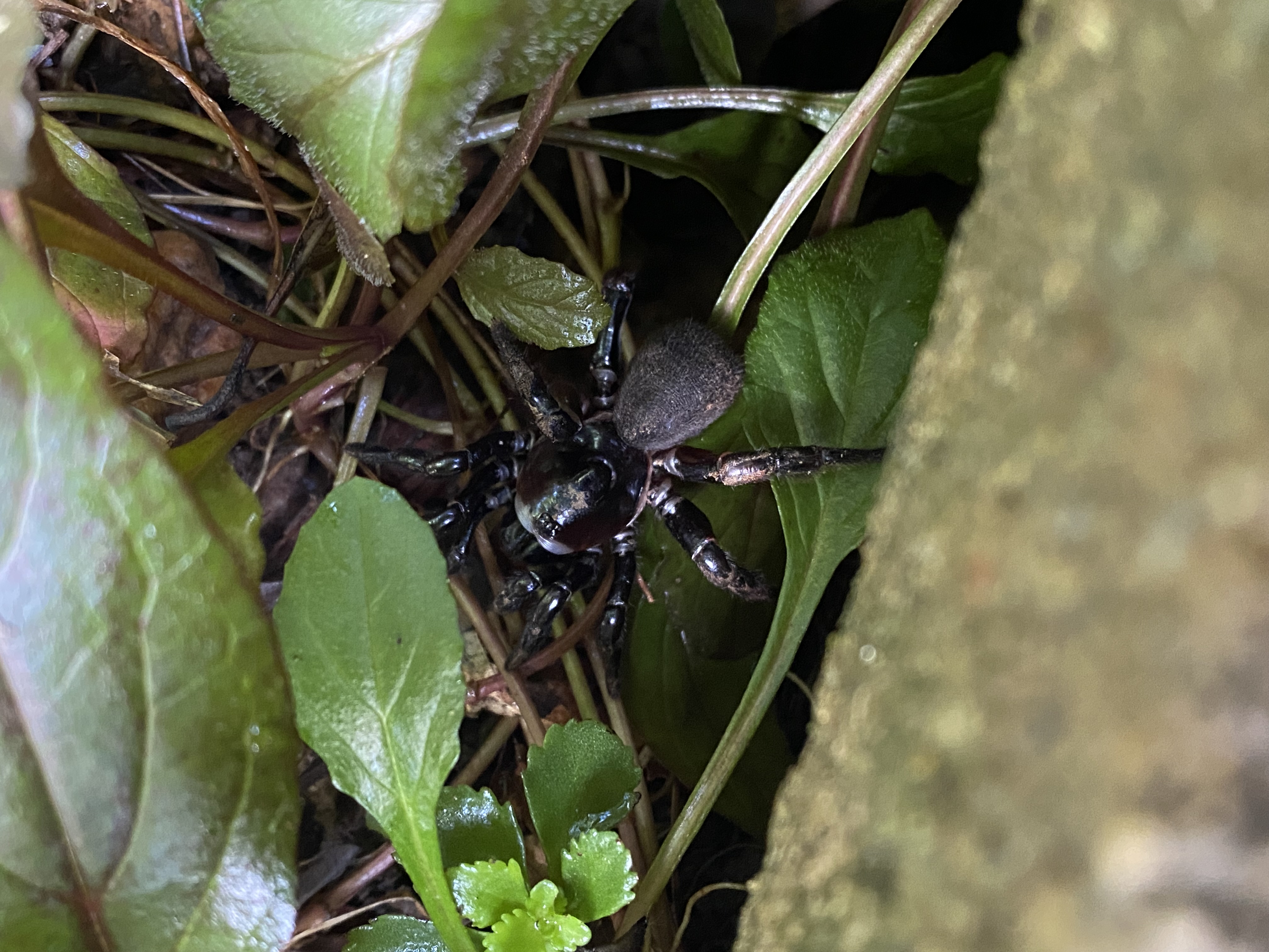 trapdoor spider among foliage