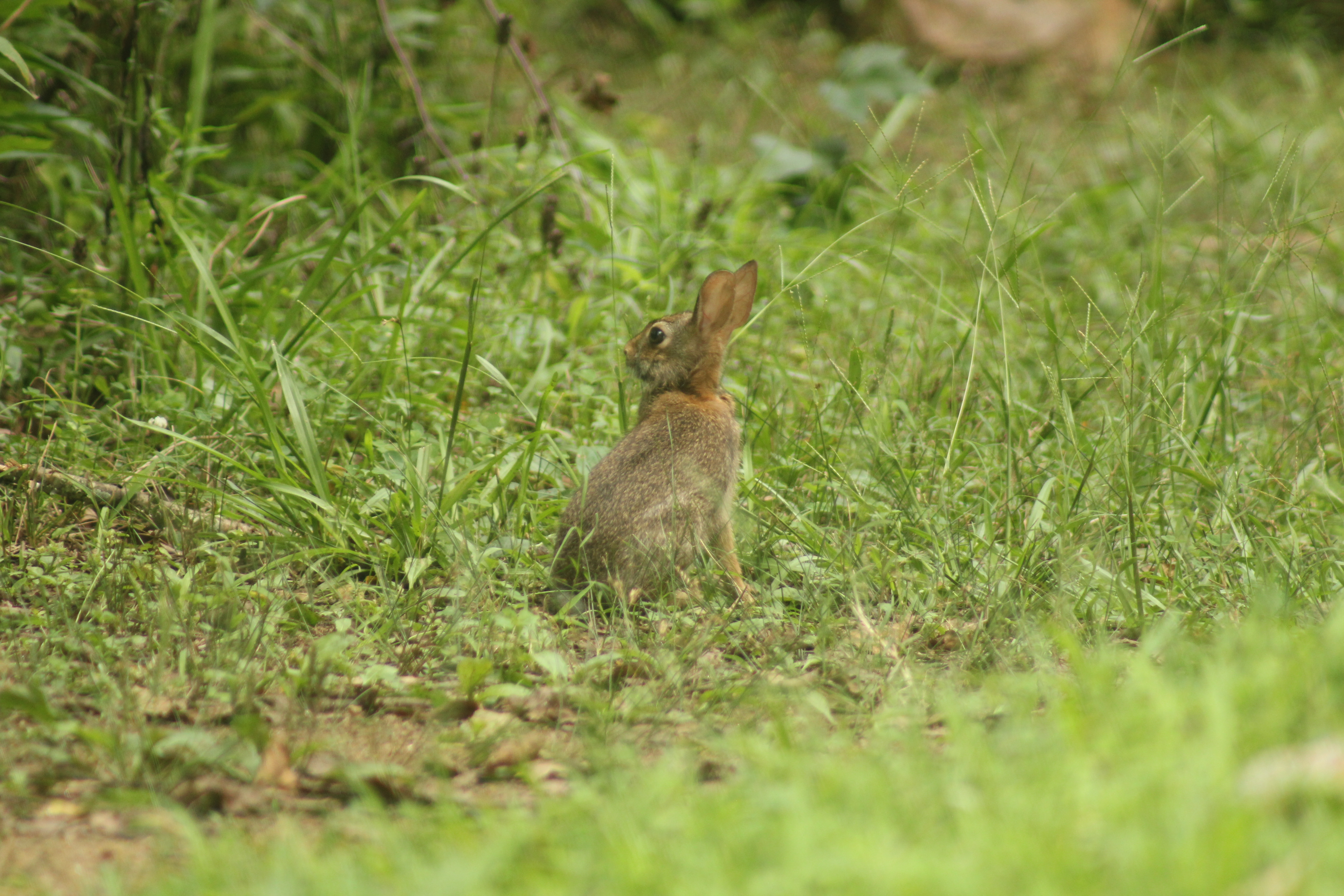 rabbit sitting in grass