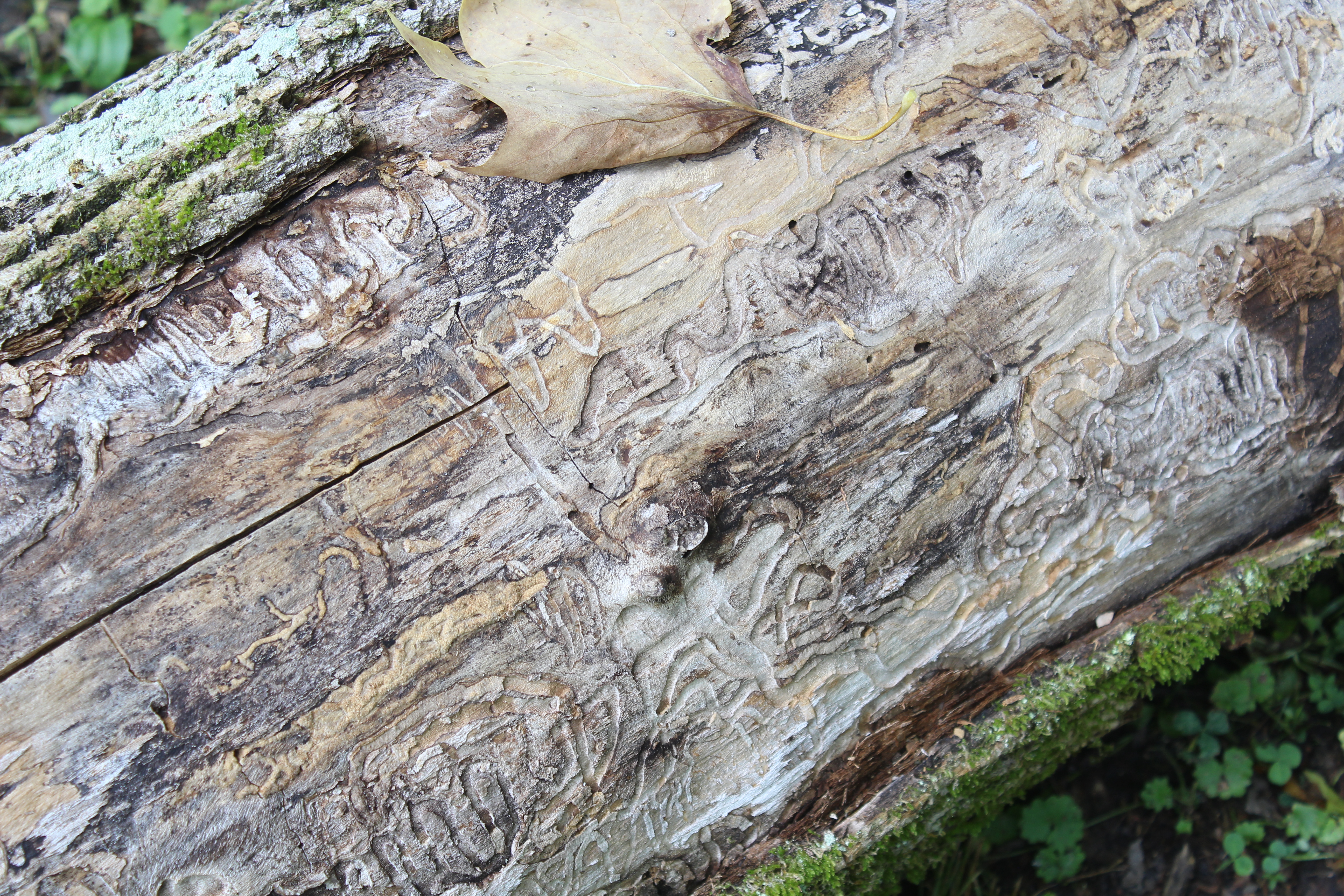 Bark Beetle Trails