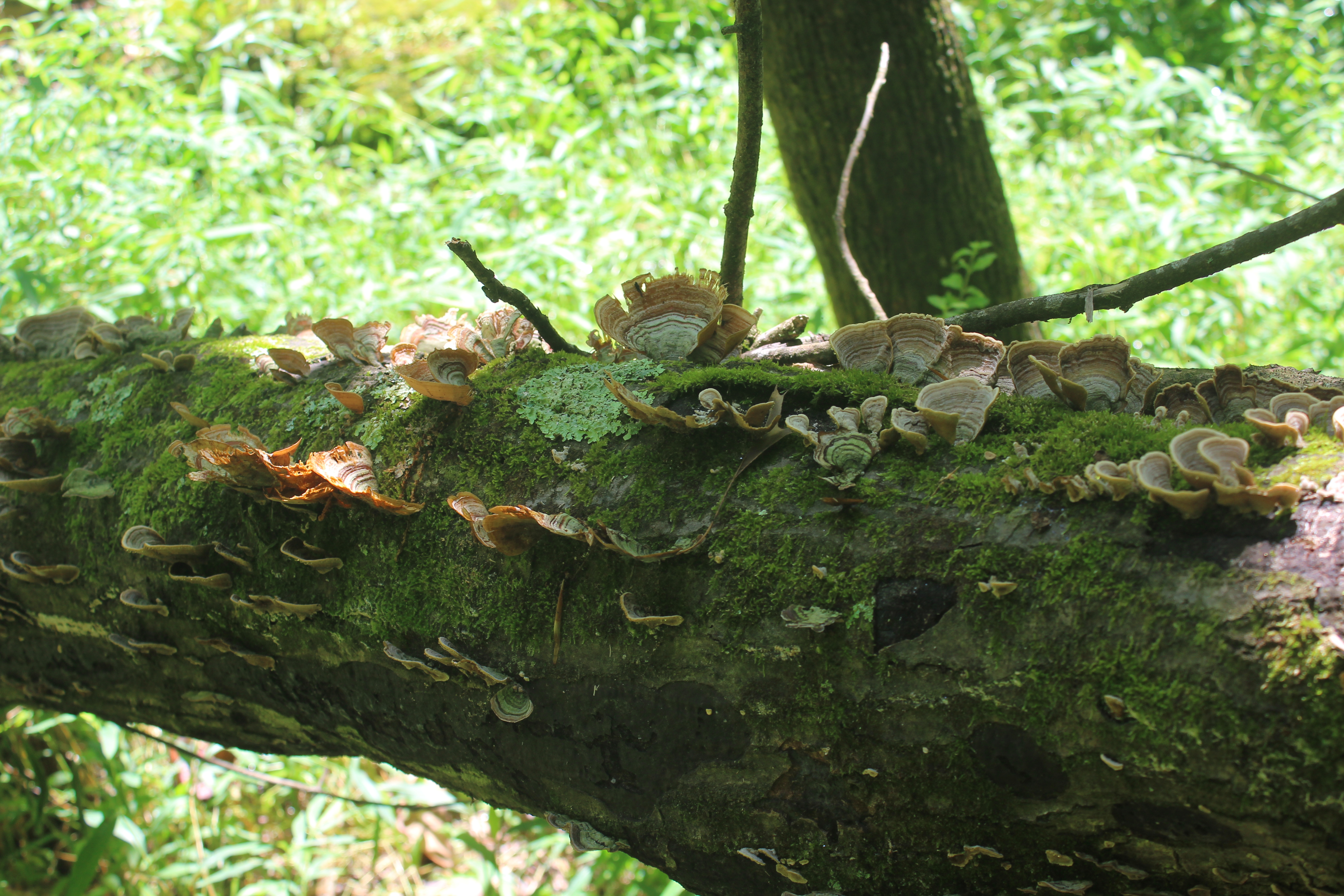 Turkey Tails